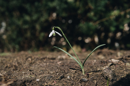 single snowdrop growing at the beginning of springの写真素材