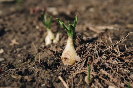 close up of small seedlings growing from the ground during early springの写真素材