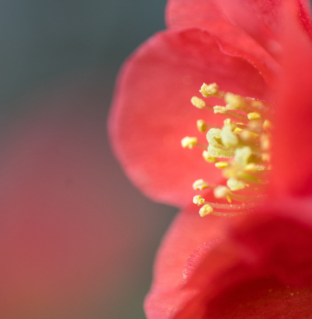 macro photo of stamen on Chaenomeles japonica red flowersの写真素材