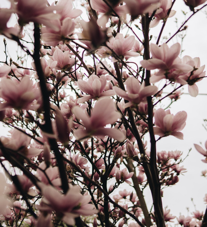 magnolia flowers and buds at the beginning of springの写真素材