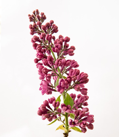 purple elderberry flowers isolated over white backgroundの写真素材