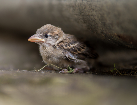 small sparrow fledge sitting alone on the ground out of his nestの写真素材