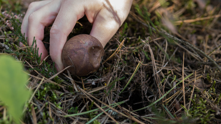 detail of hand picking up xerocomus growing on the ground insie of a forestの写真素材