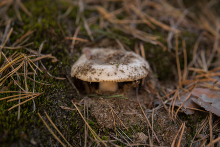 detail of a mushroom growing on the ground between pine needles inside of a forestの写真素材