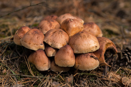 detail of a group of mushrooms growing on the ground between pine needles inside of a forestの写真素材