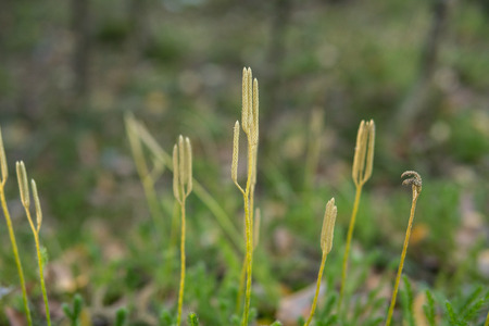 detail of Lycopodium growing on the ground inside of a forest