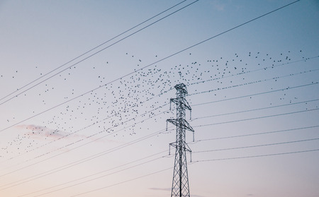 flock of birds starting to fly from high tension wiresの写真素材