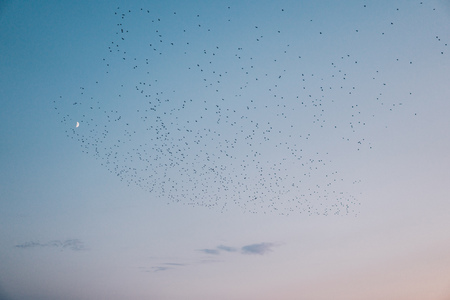 flock of black birds flying over clear sky with a moon in the background during end of the dayの写真素材