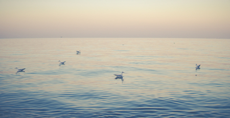 a pack of seagulls swimming on a calm sea during end of the dayの写真素材