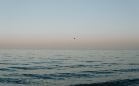 single seagull flying over calm sea during sunset