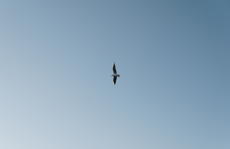 single seagull flying over clear blue skyの写真素材