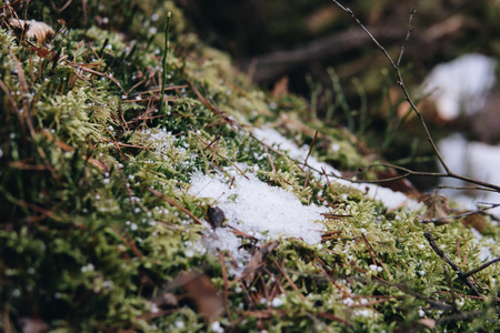 detail of moss in a forest during early spring with a little snow lying on the groundの写真素材