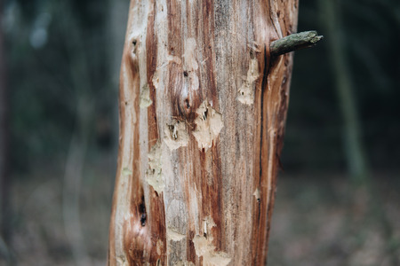 close up of holes on a tree made by woodpecker