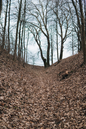 bottom of a gully landform full of leaves during autumnの写真素材