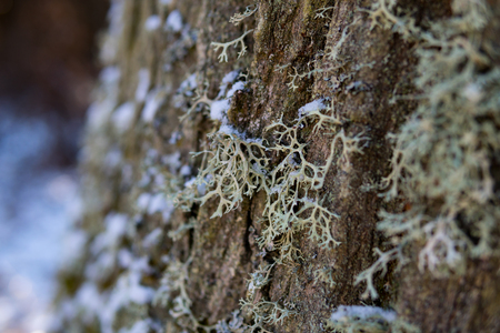 close up of cladonia called cup lichen on a treeの写真素材