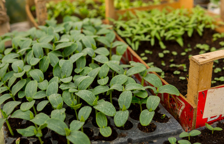 detail of cucmber seedlings growing inside of a greenhouse