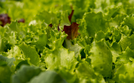 detail of leaves of seedling of green salad vegetable growing inside of a greenhouseの写真素材