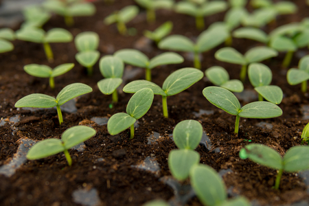 detail of cucmber seedlings growing inside of a greenhouseの写真素材