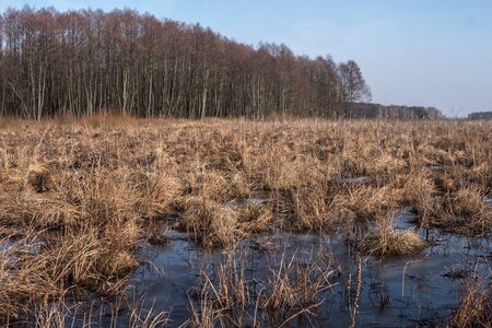 natural landscape of polesie region full of swamps during end of winter season