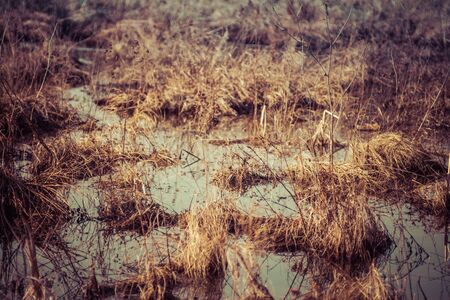 natural landscape of polesie region full of swamps during end of winter seasonの写真素材