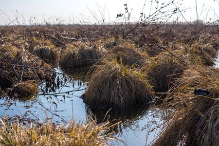 natural landscape of polesie region full of swamps during end of winter season