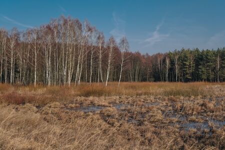 natural landscape of polesie region full of swamps during end of winter season