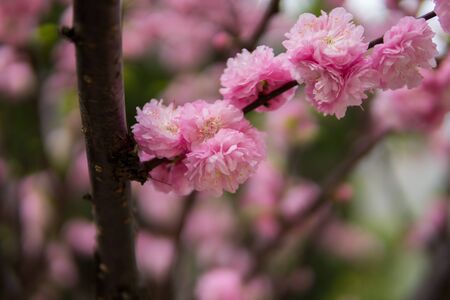 a lot of pink Prunus triloba flowers growing on atreeの写真素材