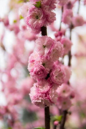 a lot of pink Prunus triloba flowers growing on atreeの写真素材