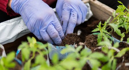 Details of hands of a farmer planting young seedlings of tomatoes inside of a greenhouse during early springの写真素材