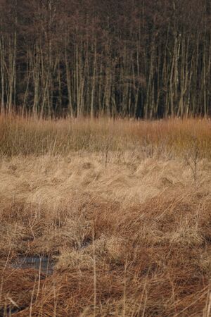 natural landscape of polesie region full of swamps during end of winter seasonの写真素材