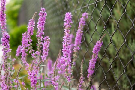 detail of purple flowers growing in a garden