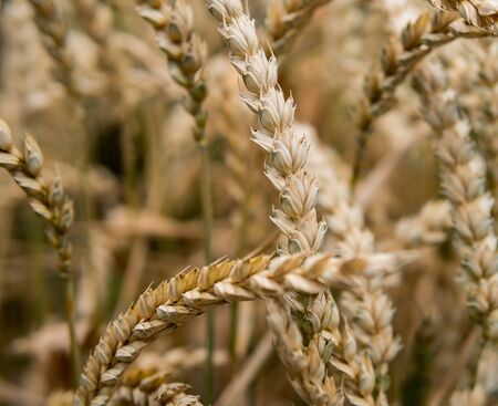 detail of ears of wheat during summer