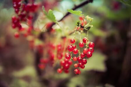 delicious red currant hanging on a branch