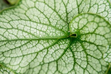 detail of garden plant with visible leaf sructure