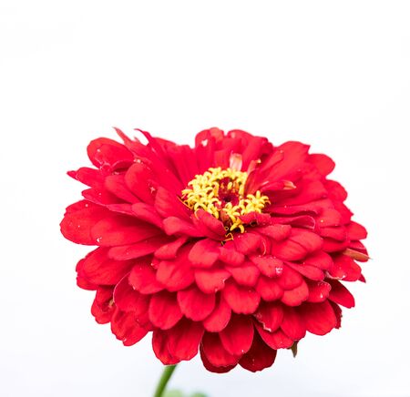 detail of red aster perennial flowering plant isolated over white backgroundの写真素材