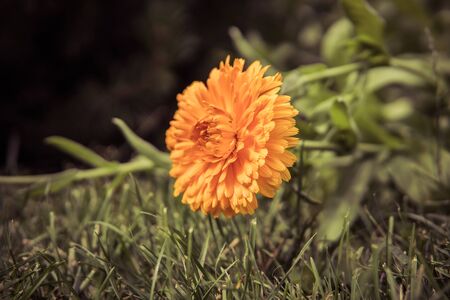 detail of orange aster perennial flowering plant growing in a garden during sunny dayの写真素材