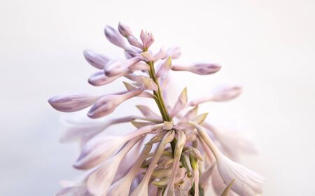 hosta flowers isolated over white backgroundの写真素材