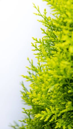 needles of thuja isolated over white backgroundの写真素材