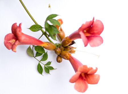 flower of trumpet vine isolated over white background