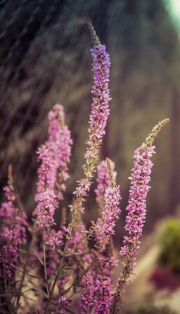 detail of purple flowers growing in a gardenの写真素材