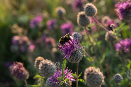 a bee sitting at  purple plumeless thistle growing in the field during sunset in summer