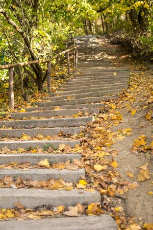 old stairs made from wood inside of a forest with yellow leaves during fall season