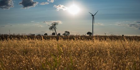 landscape with sun over oat field with single tree and wind turbineの写真素材