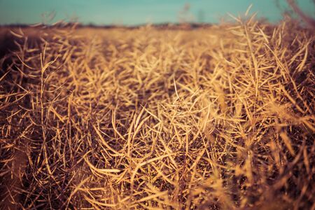 detail of mature canola plant growing in the field at the end of summerの写真素材