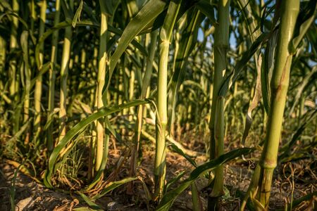tunnel inside of a corn growing in the field