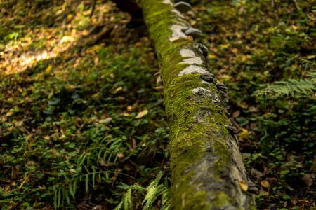 close up of a mushroom growing on a tree covered with green mossの写真素材