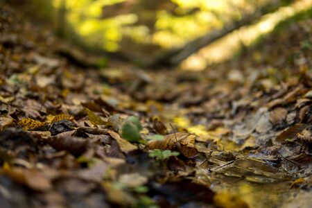 close up of a small stream between leaves at the bottom of a valley during autumn season