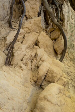 roots of trees inside of a gully landform formed in loess rocks