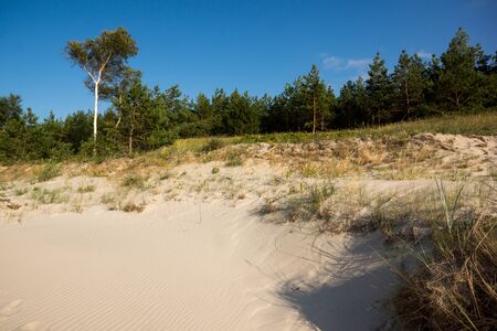 trees growing on a sandy dune close to the sea shoreの写真素材