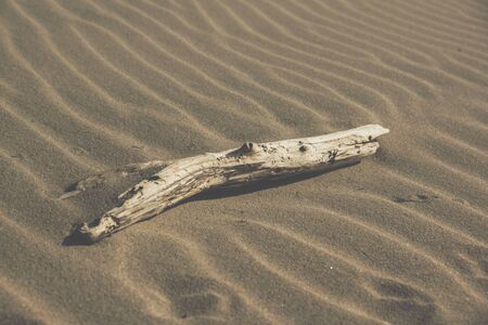 close up of an old drift wood on a sandy beach covered with ripple marks